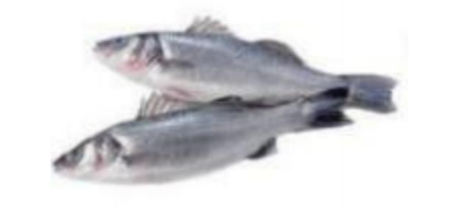 BRANZINO FRESCO INTERO 600-800G TURCHIA